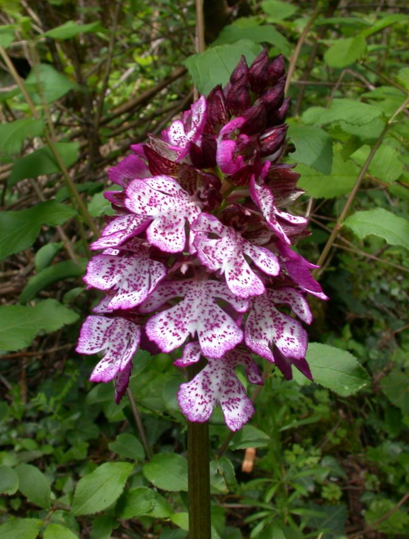 Orchis purpurea - flora Toscana